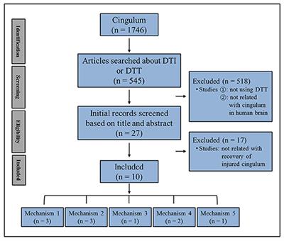 Diffusion Tensor Tractography Studies on Injured Anterior Cingulum Recovery Mechanisms: A Mini-Review